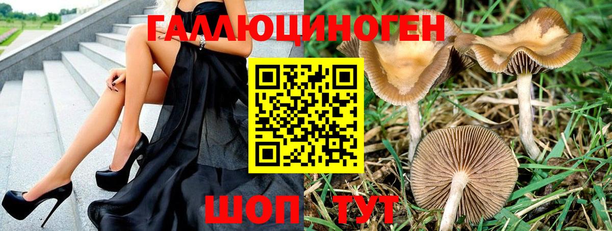 Псилоцибиновые грибы Psilocybine cubensis  Вход с VPN  Сунжа 